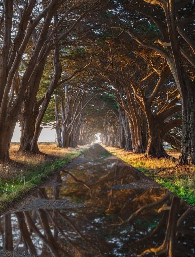 Cypress Tree Tunnel 1