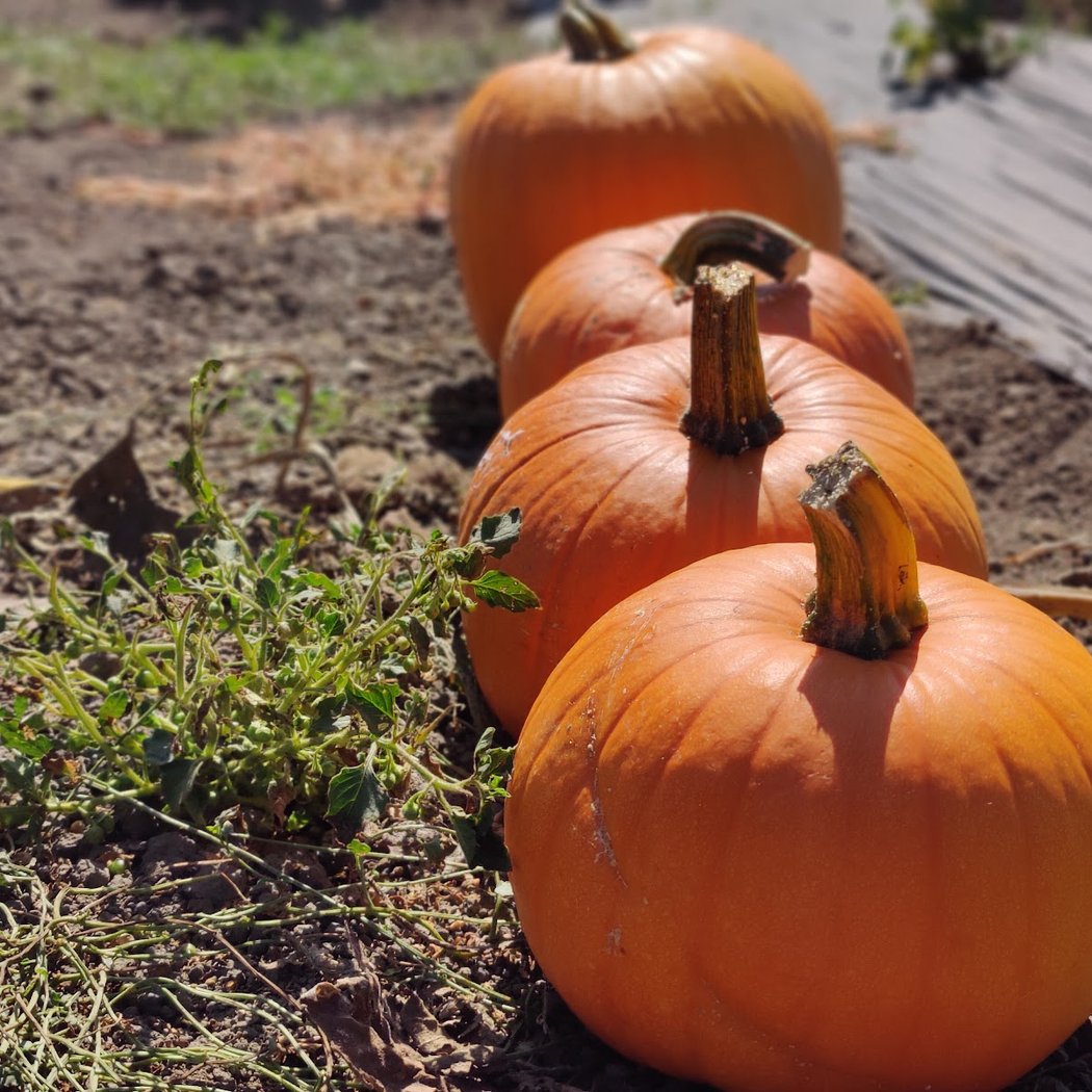 Felted Pumpkins 1
