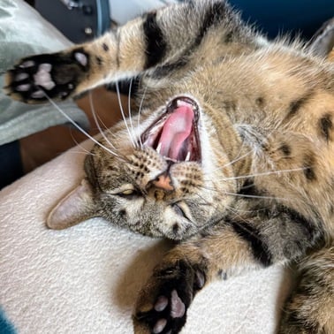 Adoptable Cat Meet & Greet with Cat Republic 1