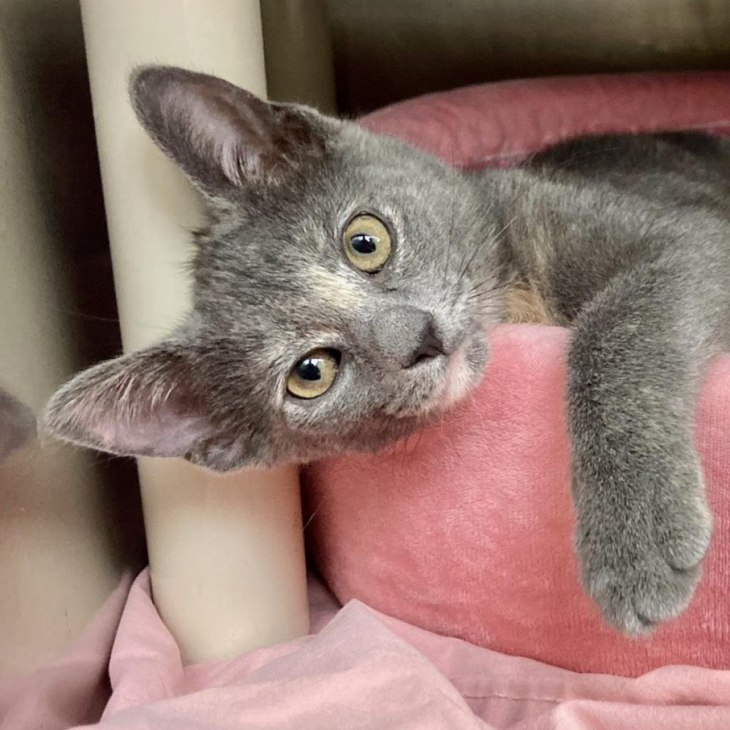 Bideawee Pet Adoption Center 1