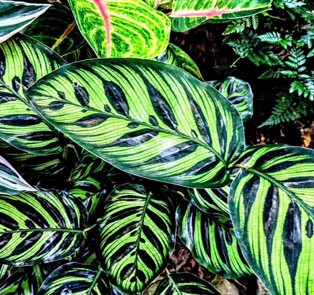 Wellesley College Botanic Gardens 3