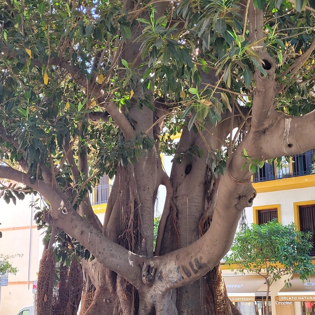 Plaza del Museo 3
