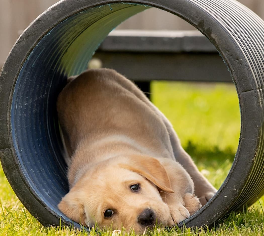 Guide Dogs Classic Experience 2