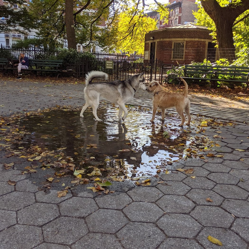 Stuyvesant Park Dog Run 1