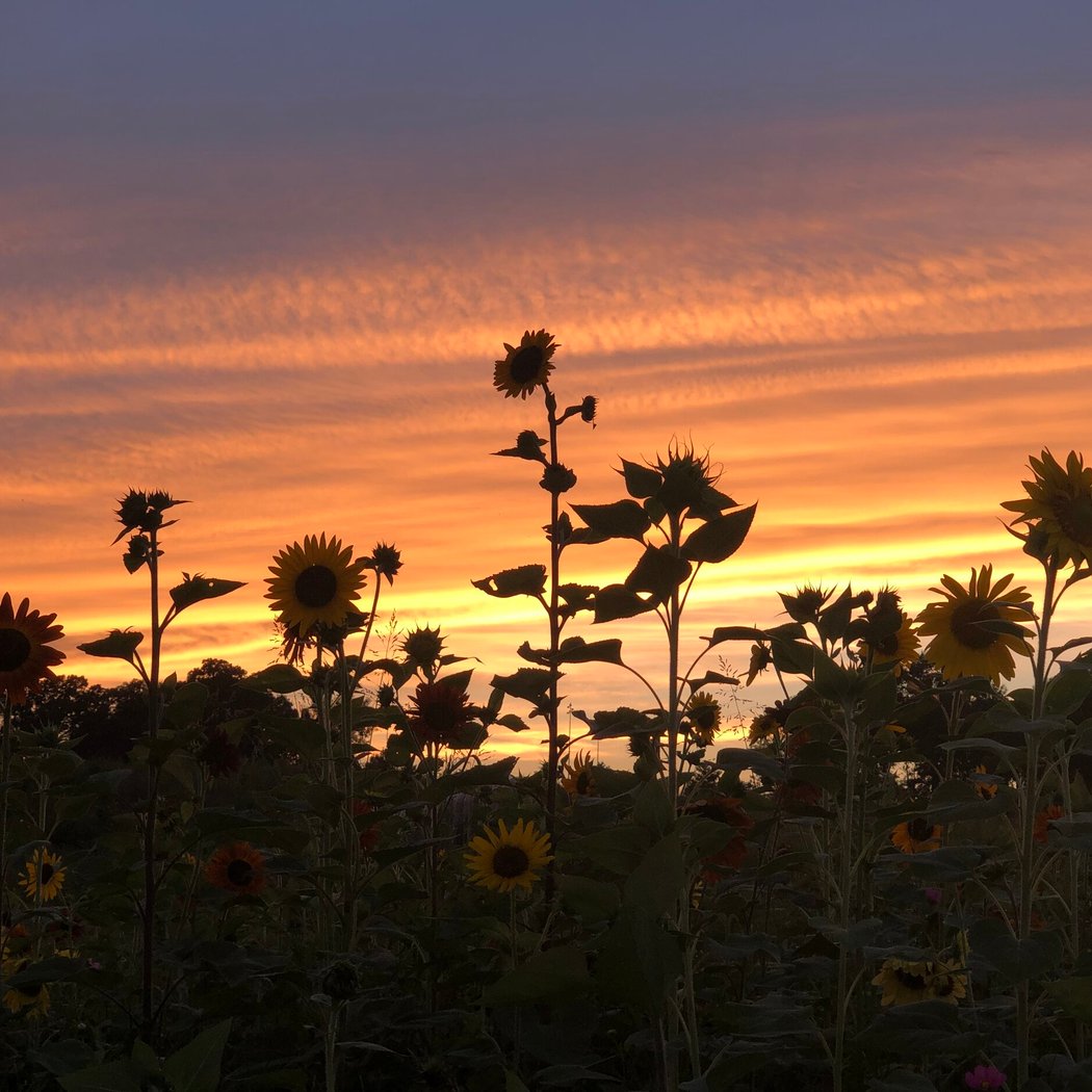 Sunflowers at Sunset 2