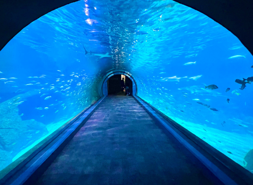 Adventure Aquarium 1