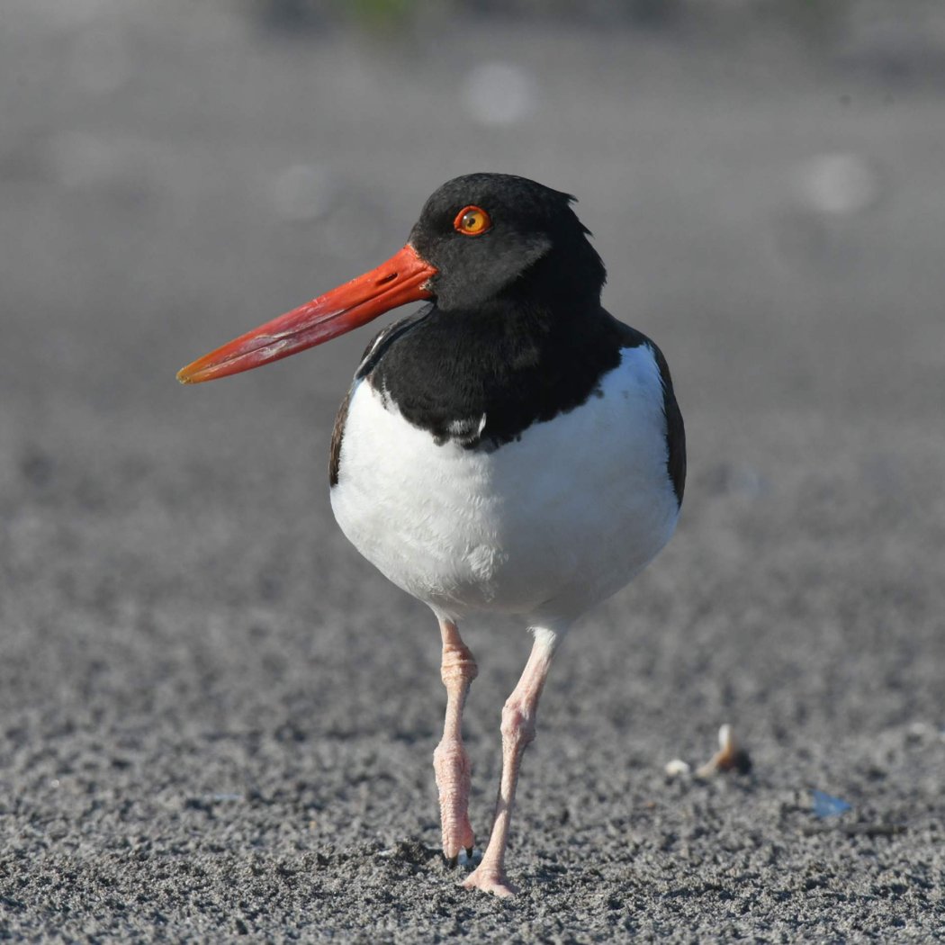 Fall Migration Bird Walk