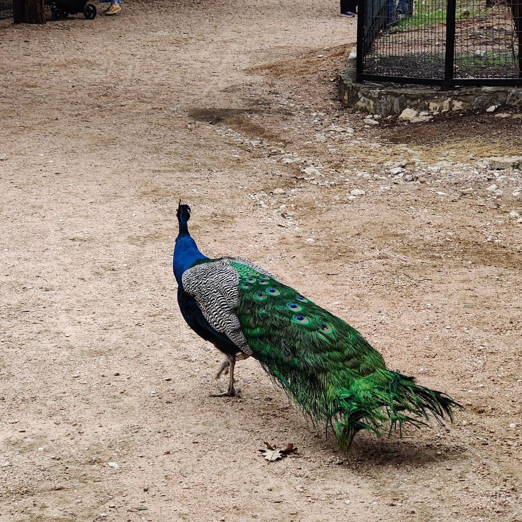 Austin Zoo 2