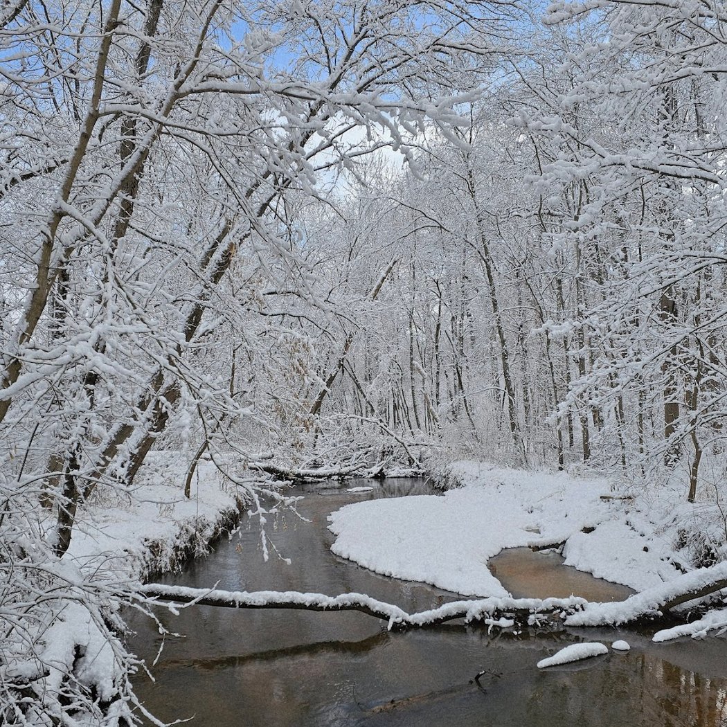 Tall Pines State Preserve 1