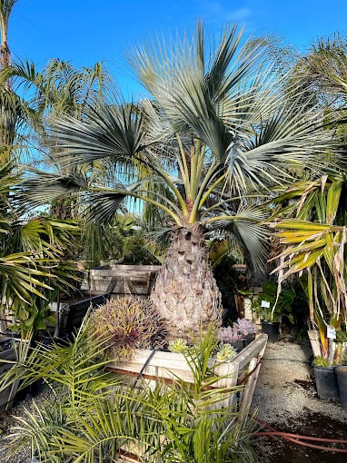 Palm Island Nursery Outlet 1