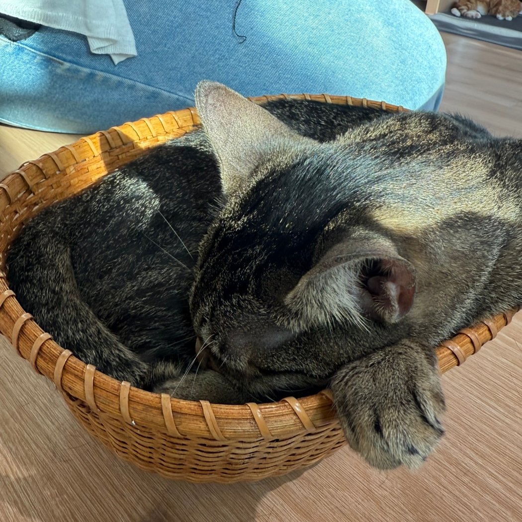 Kokoro Cat Café 2