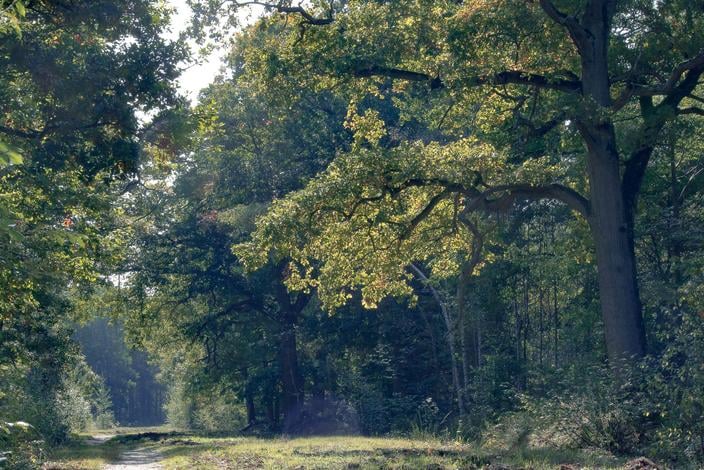 Forêt domaniale de Sénart 3