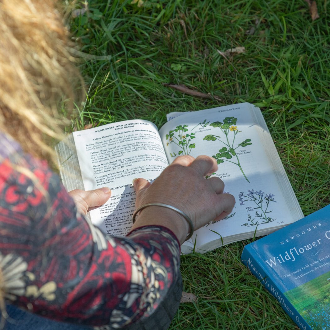 A Nature Year at Broad Meadow Brook 4