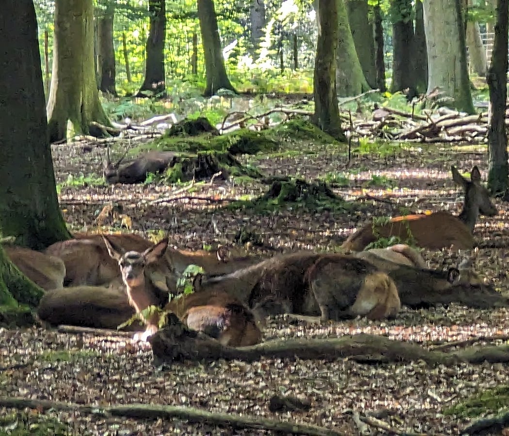 Roumare Forest 4