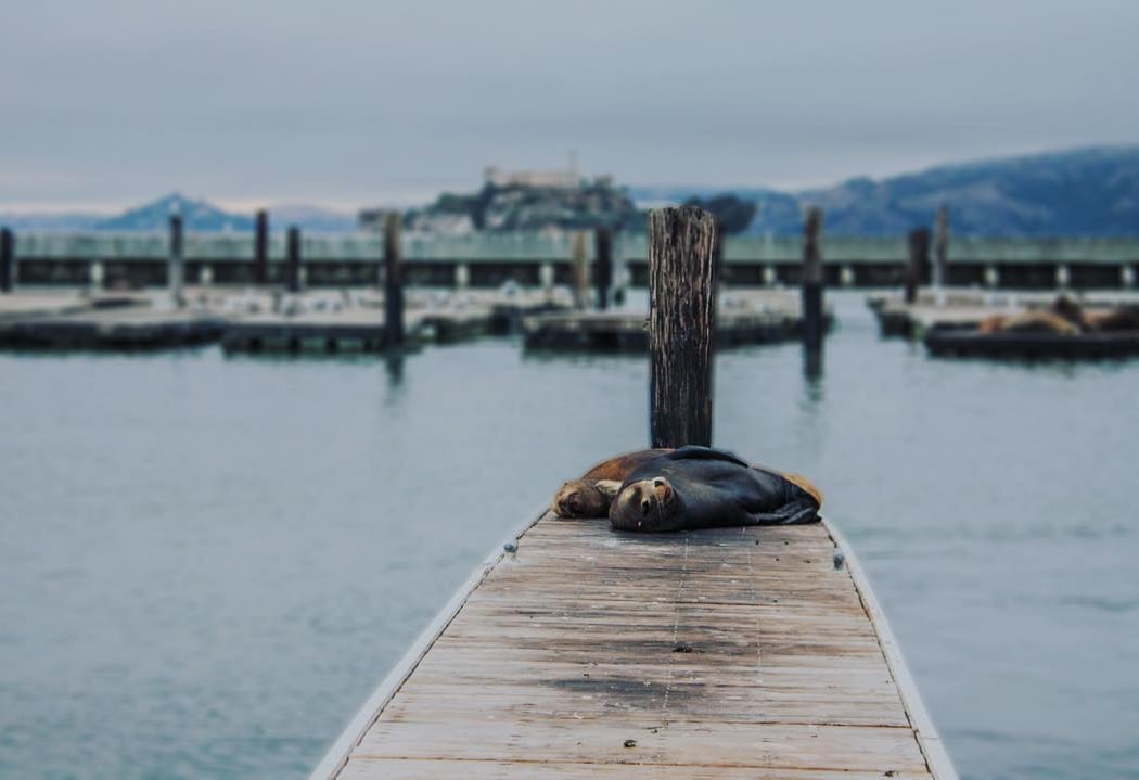 PIER 39
