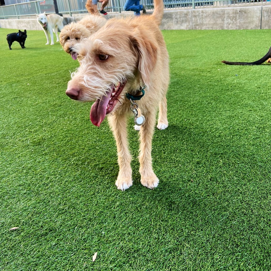 SoMa West Dog Park 3