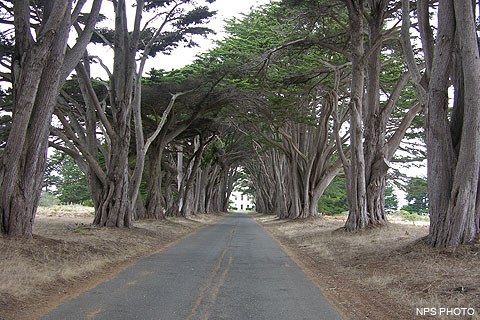 Cypress Tree Tunnel 2