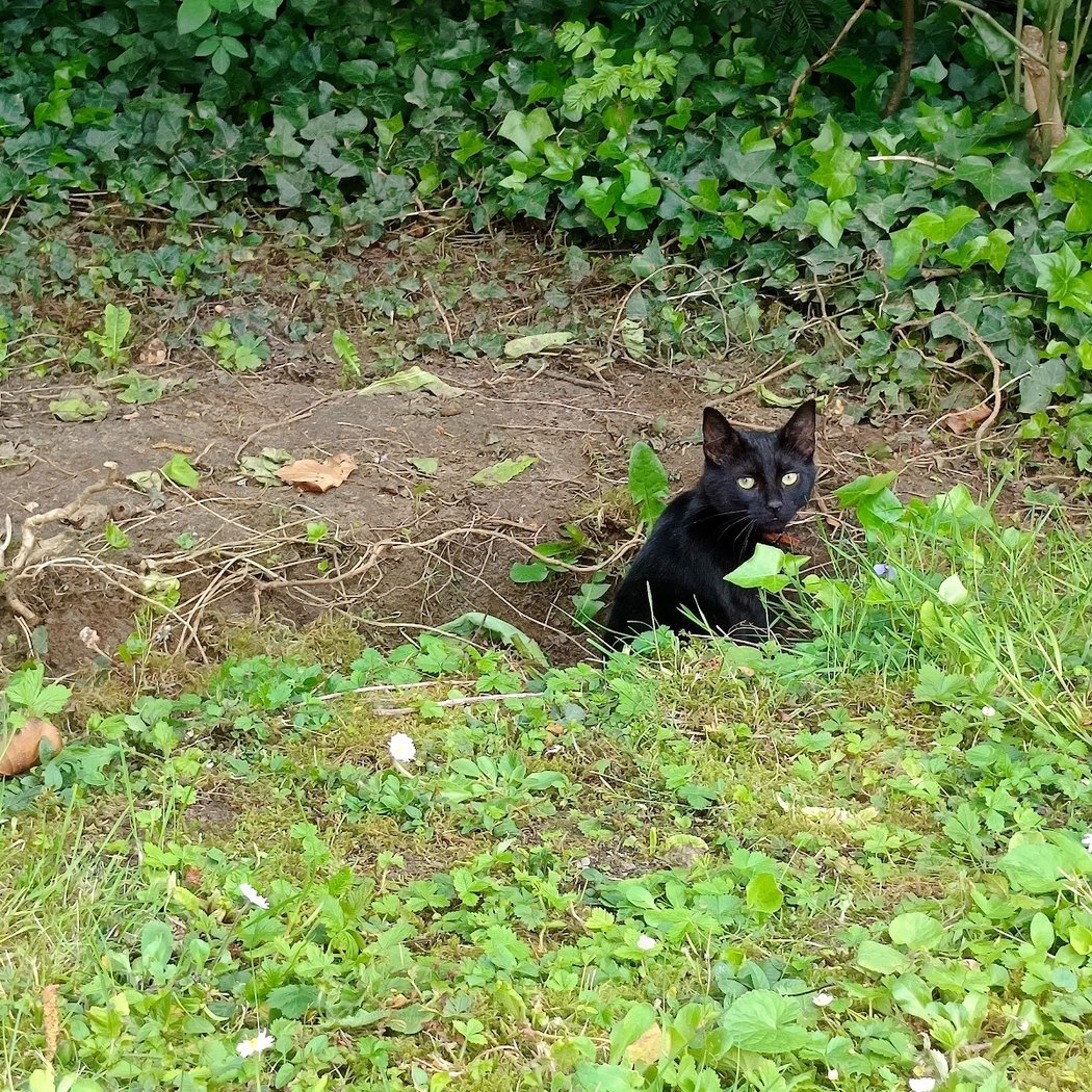 Les amis des chats du Val de Marne 3