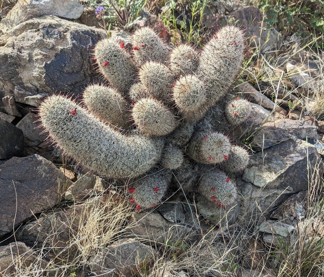 Estrella Park Native Seed Harvest 3