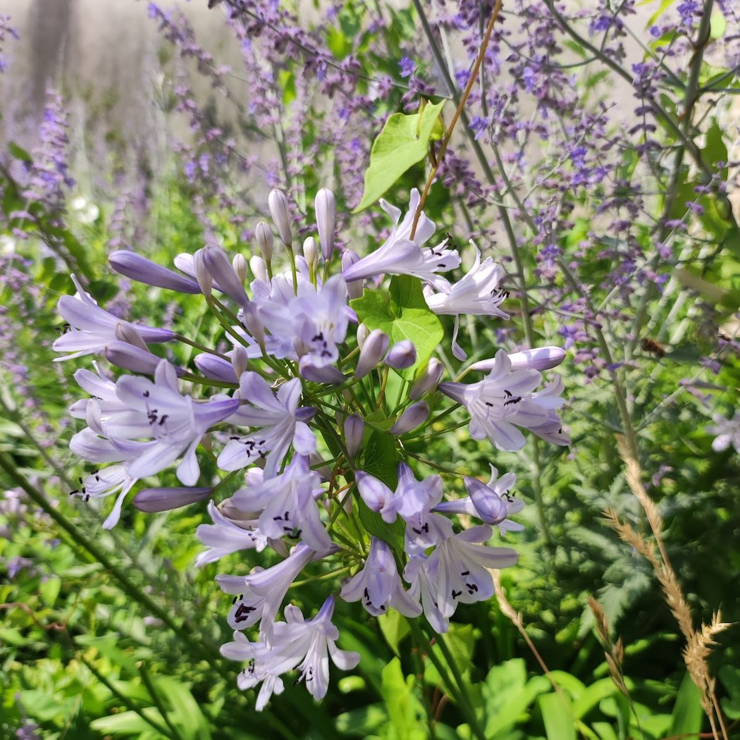 Jardin Ilan Halimi 1