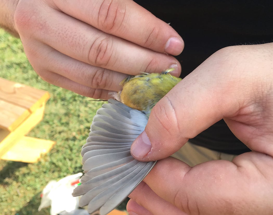 Bird Banding from the Experts 3