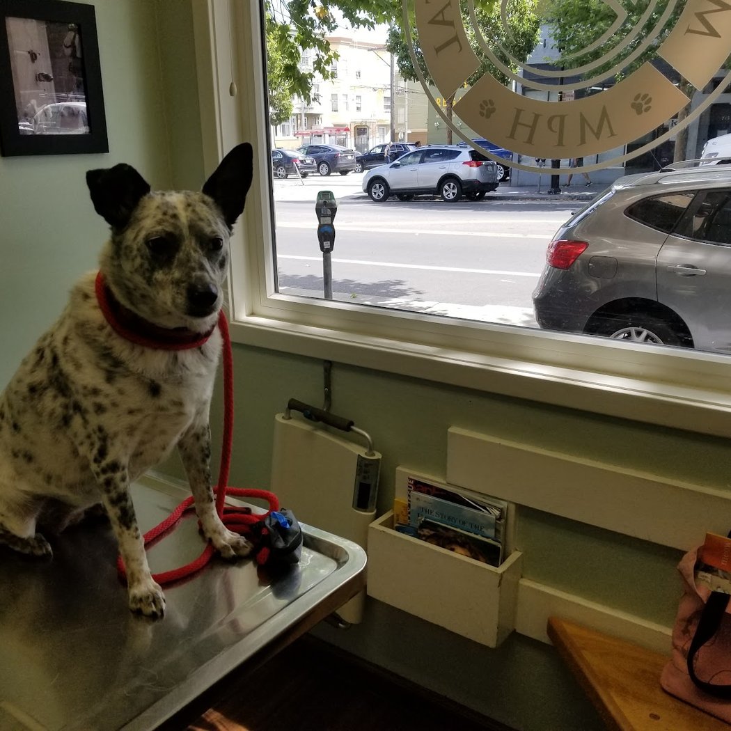 Mission Pet Hospital 1