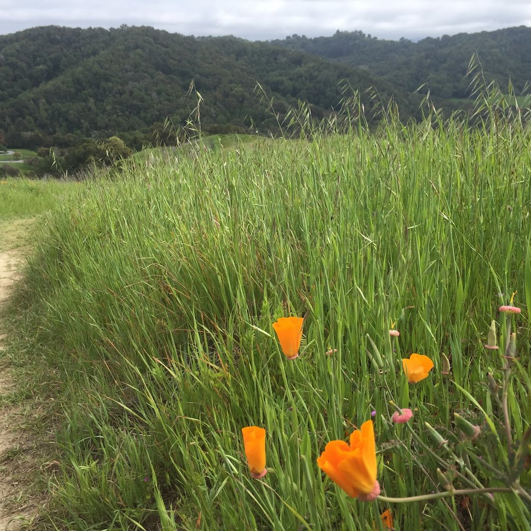 Briones Regional Park 1