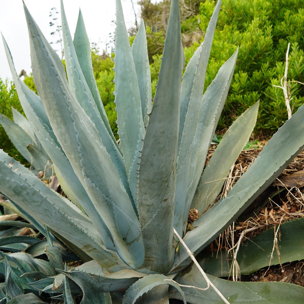 Agave Trail 3