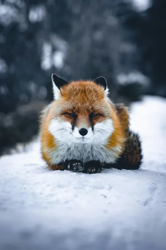 Winter Wildlife Mixed Media 2