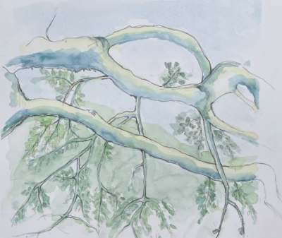 Drawing Trees in Mixed Media: A Day at Jack London Park 1