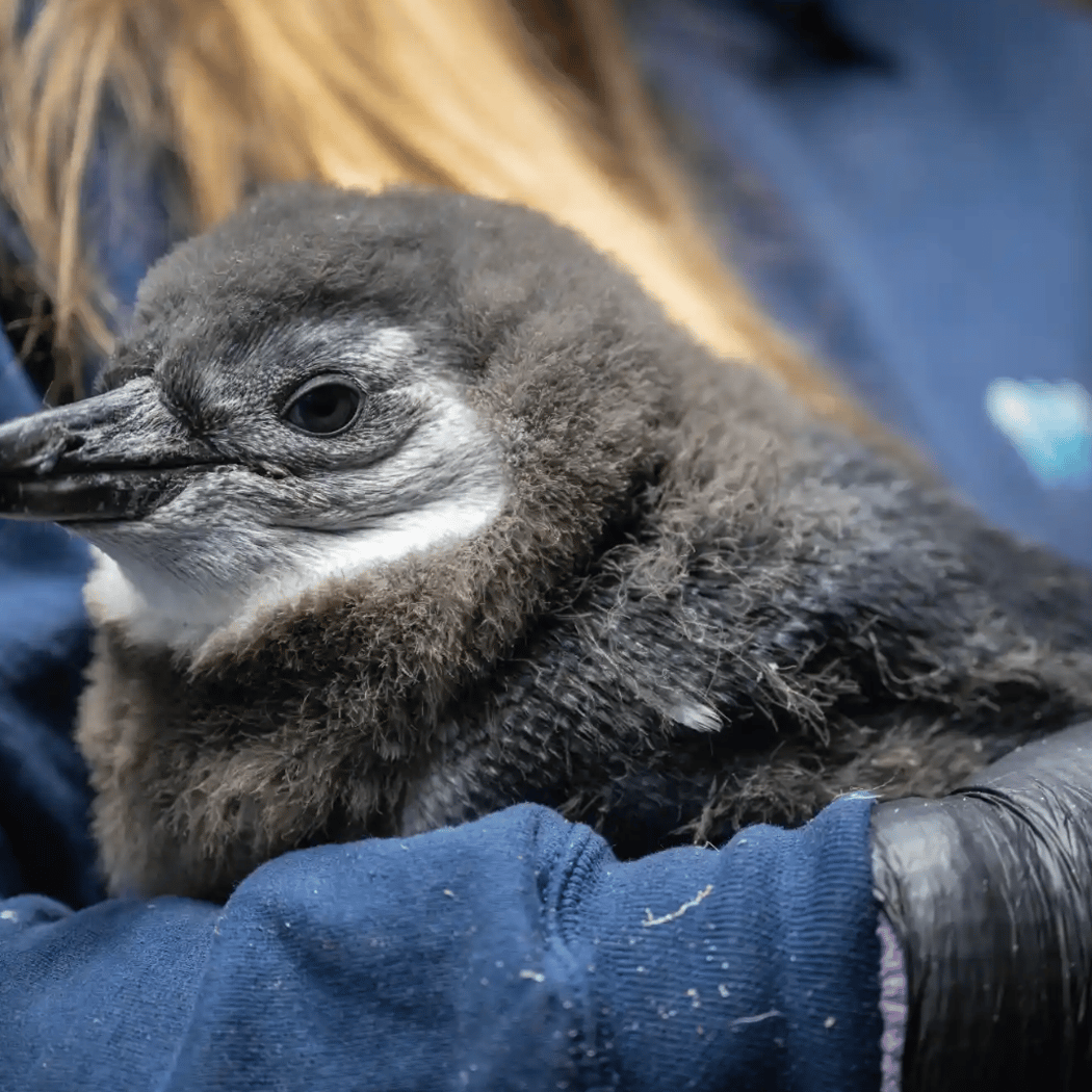 African Penguin Chick Public Debut 1