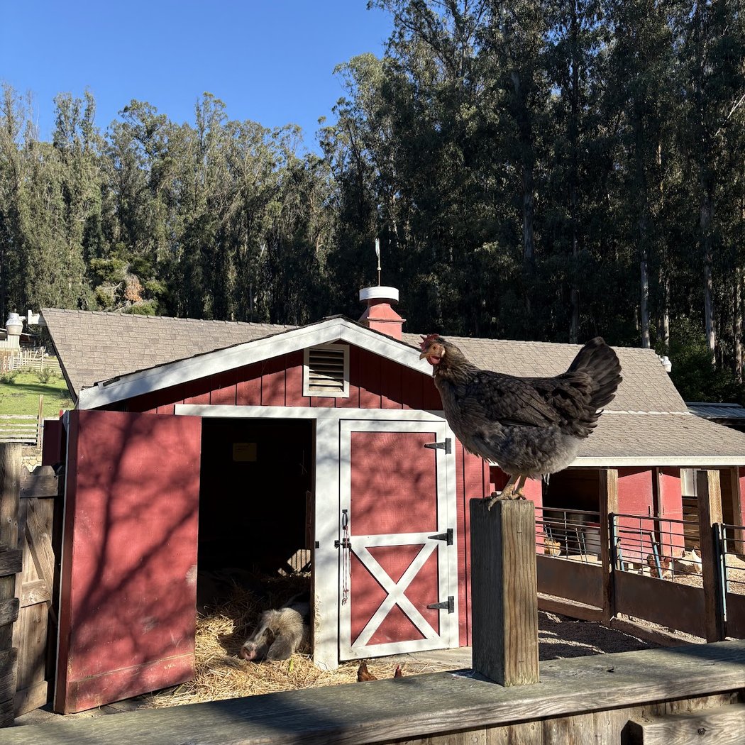 Birds and Things 1