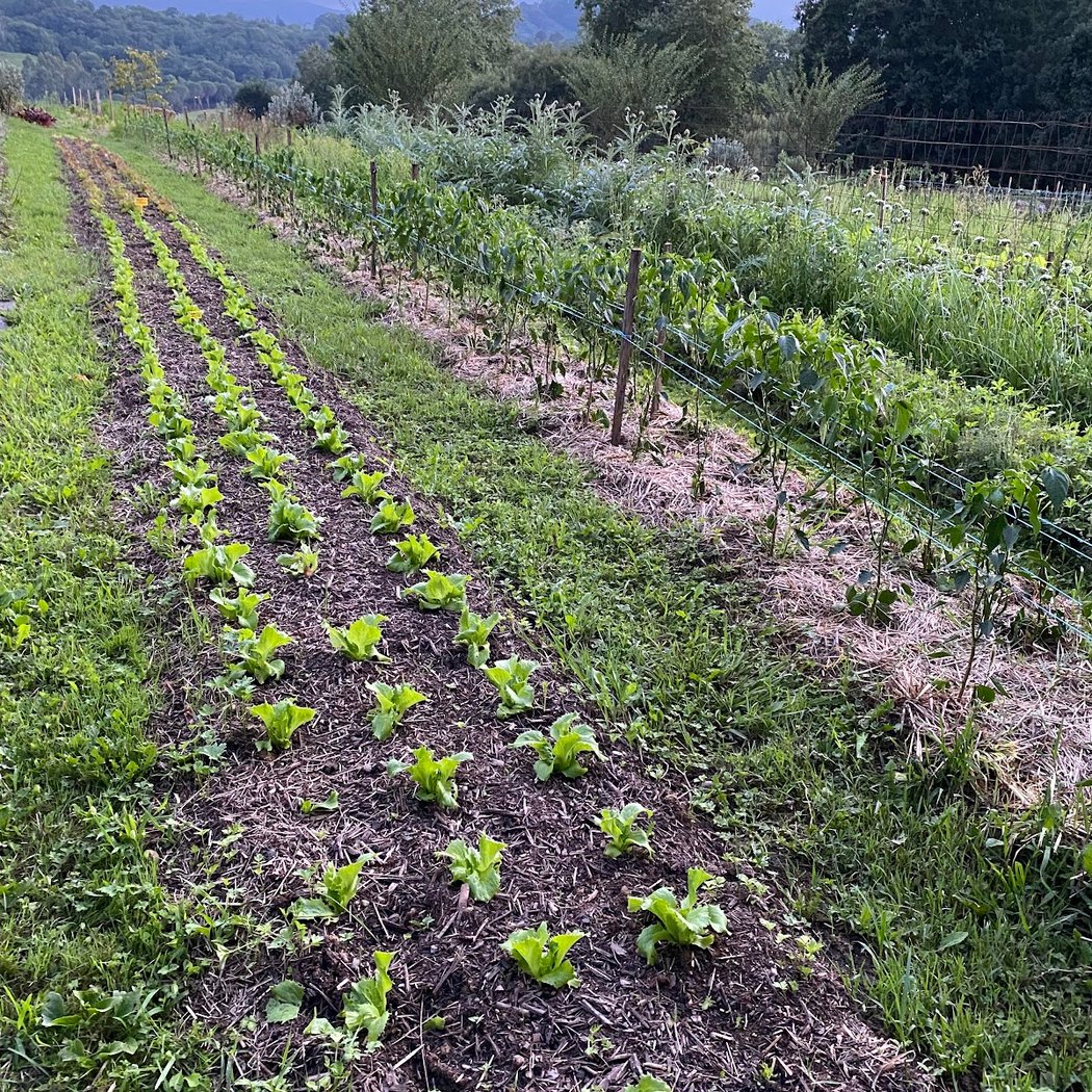 Nettoyage de greffe de fruitiers 3