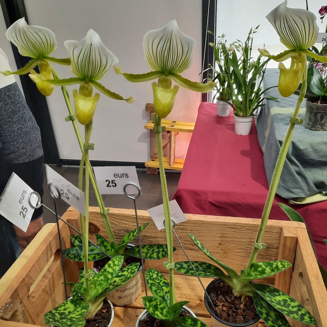 Le Salon des Orchidées 1