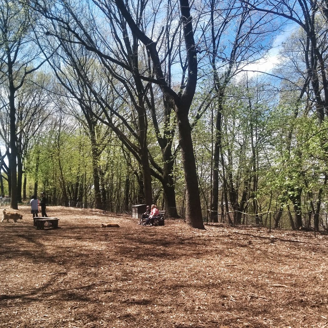 Rocky's Dog Run 2
