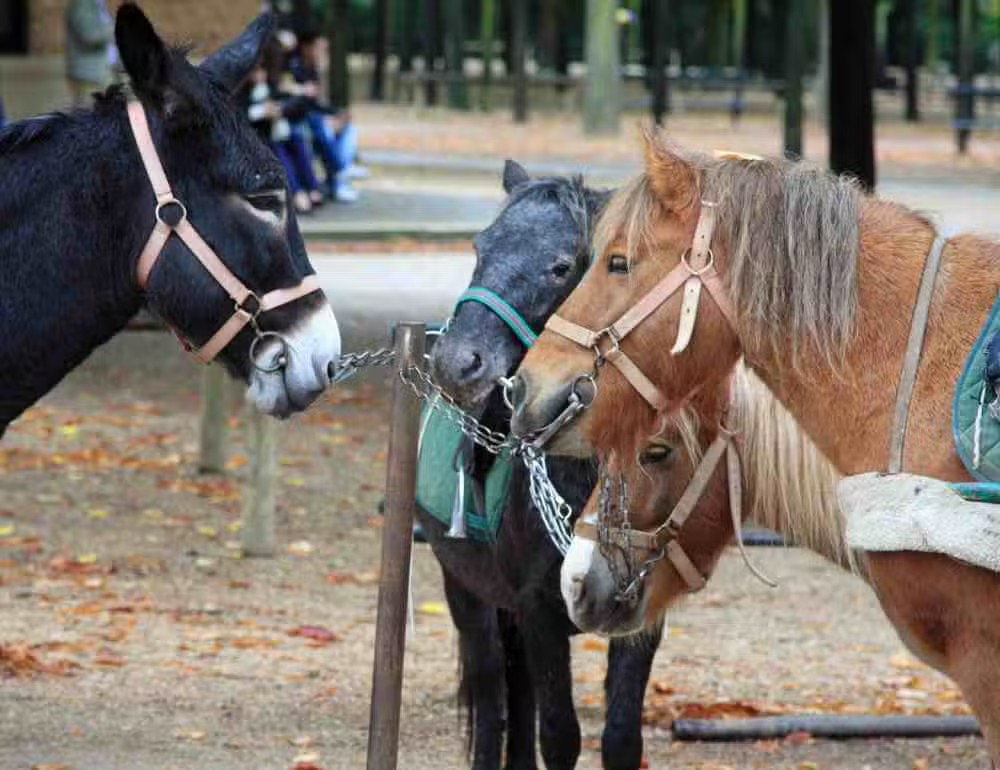 Poney rides 2