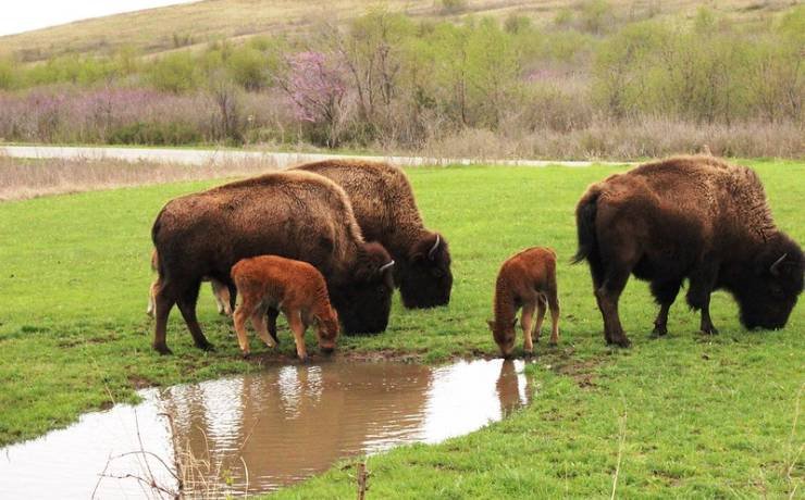 Guided Bison Saunter 1
