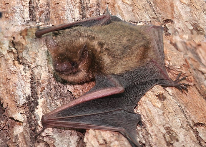Bat Walk 2