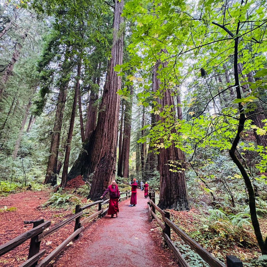 Into the Woods 1-Hour Tour 1