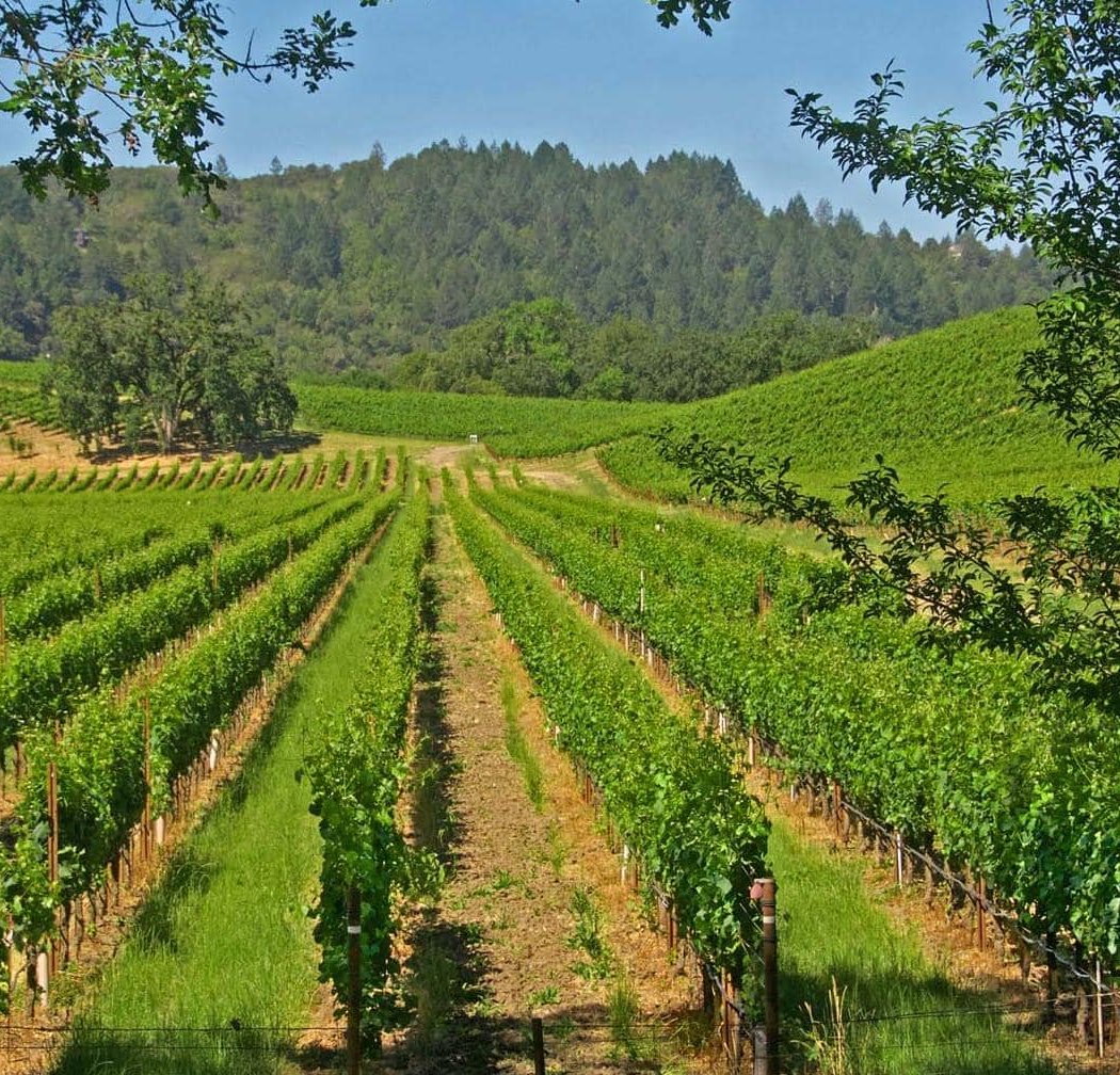 Dry Creek Valley AVA 1