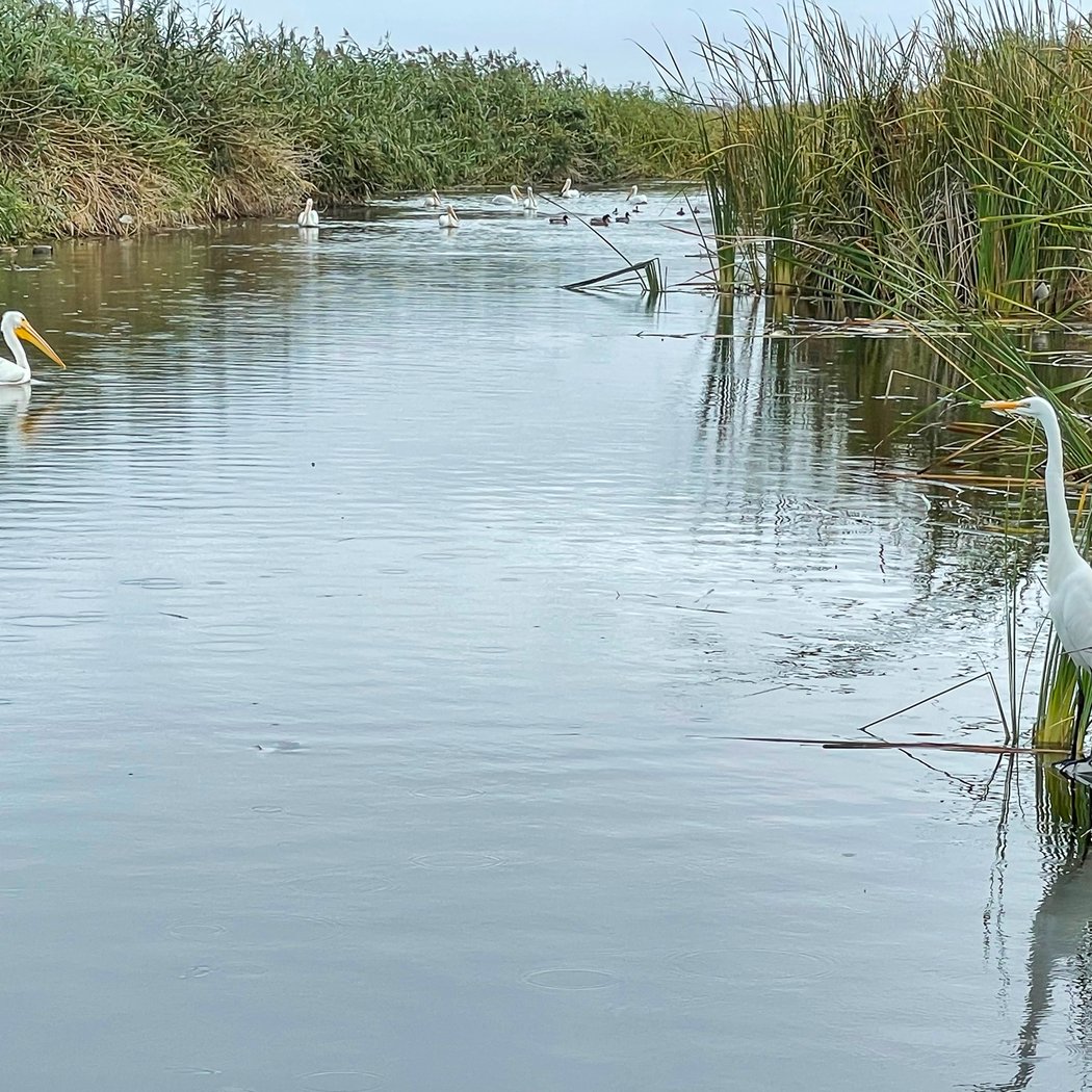 Don Edwards San Francisco Bay National Wildlife Refuge 2