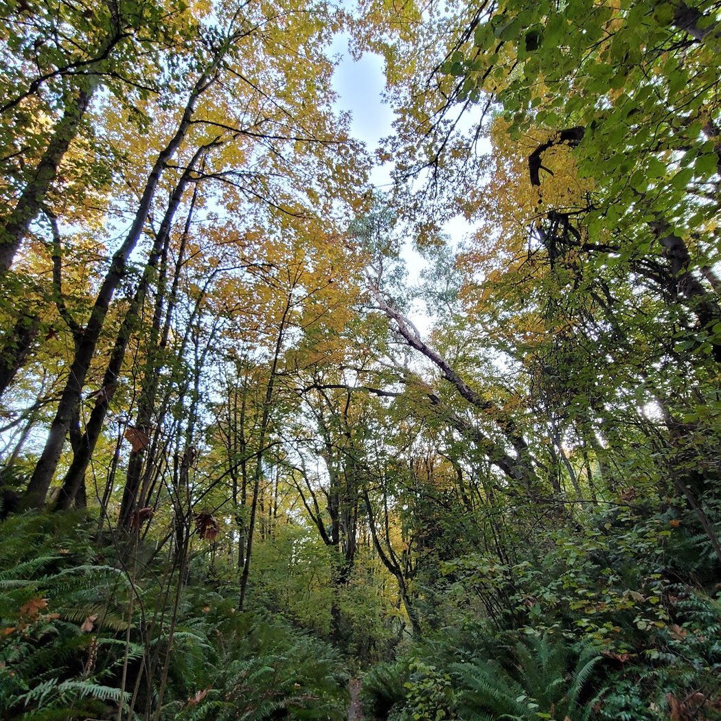 Frink Park 3
