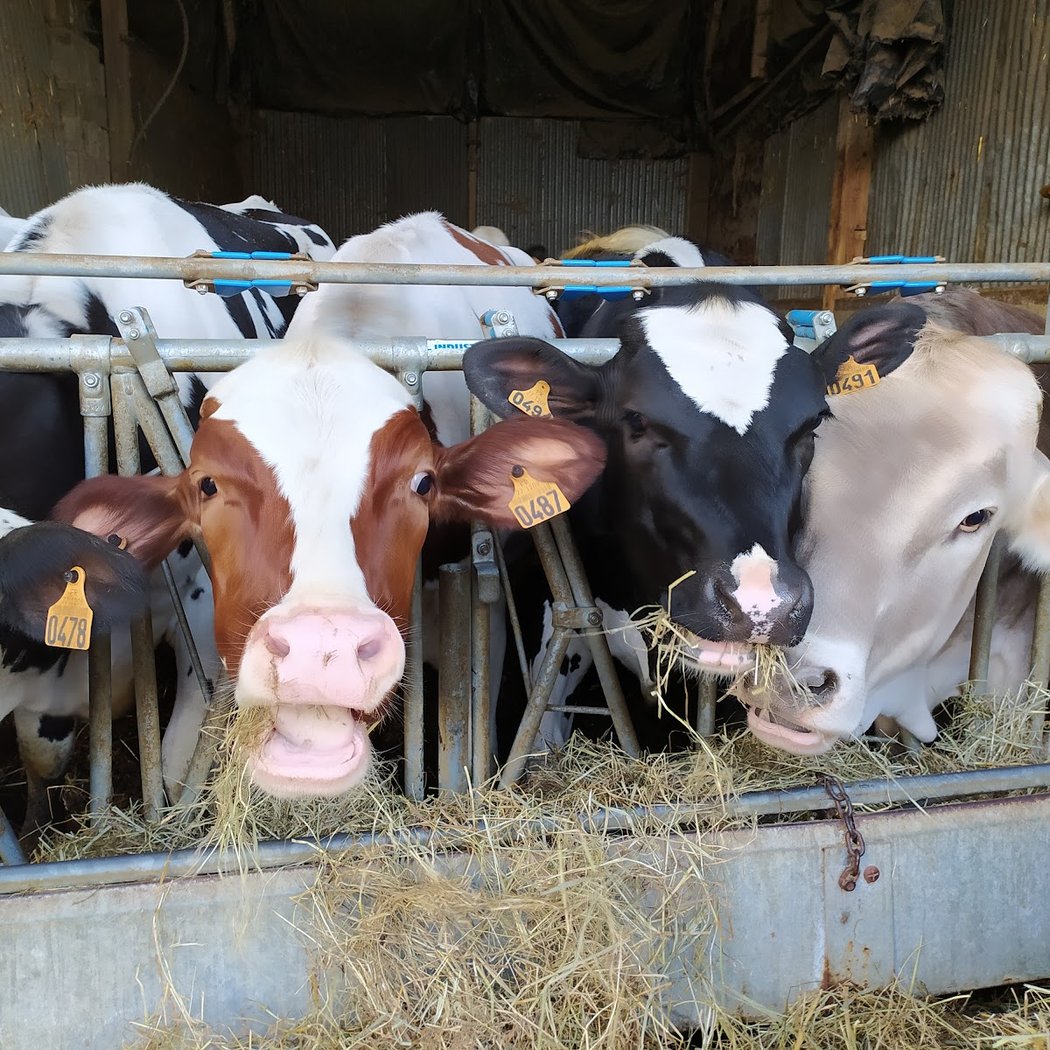 Ferme du petit Rémy 2