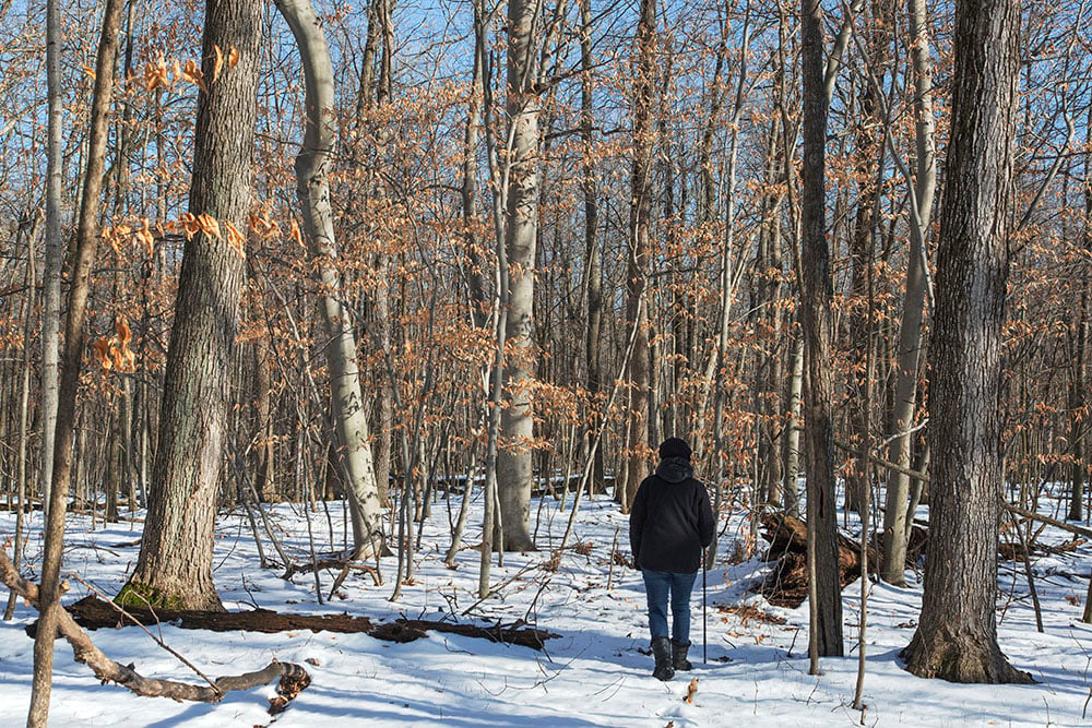 Remnant Beech Woods Walk 3
