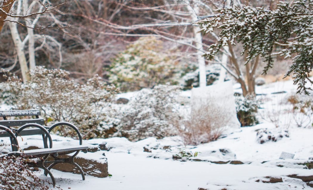 Plants of the Winter Solstice Tour 1