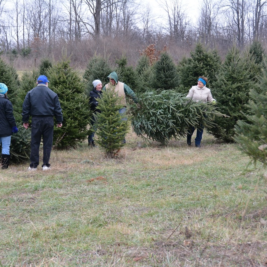 Hillside Christmas Tree Farm 3