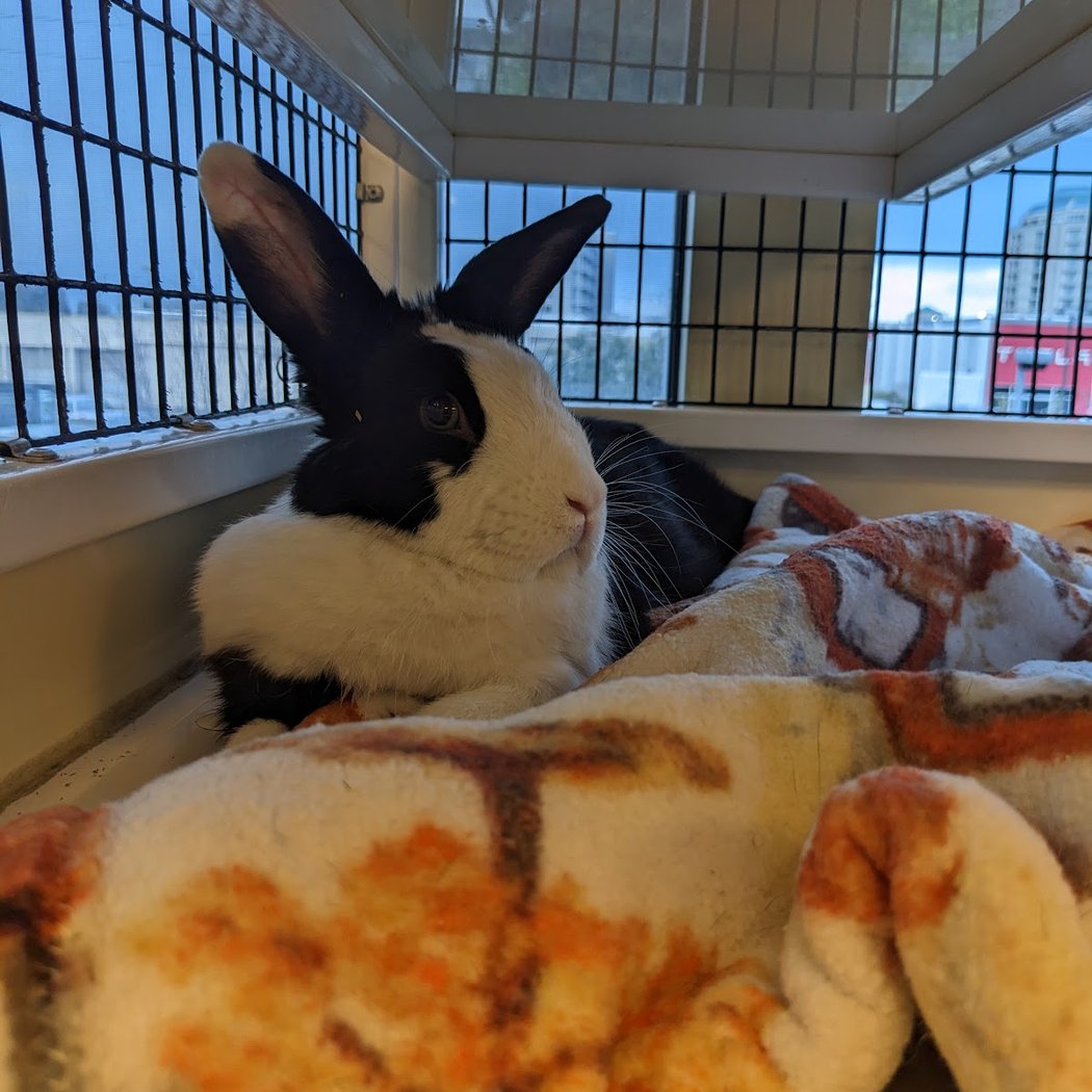 Peninsula Humane Society & SPCA Adoption Center 1