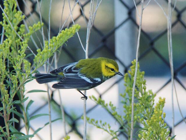 Guided Bird Walk 1