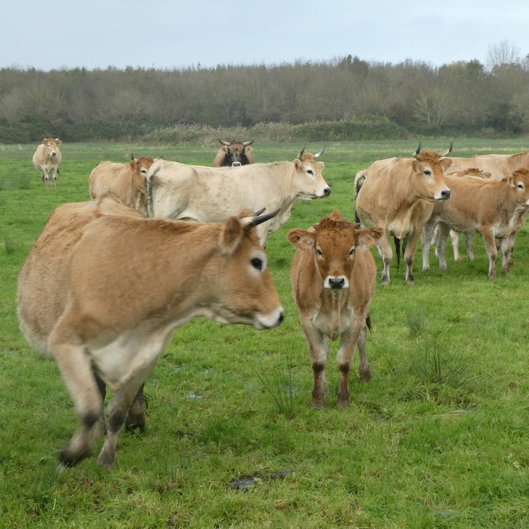 La Bergerie des Iles -Vente directe de colis de viande 3
