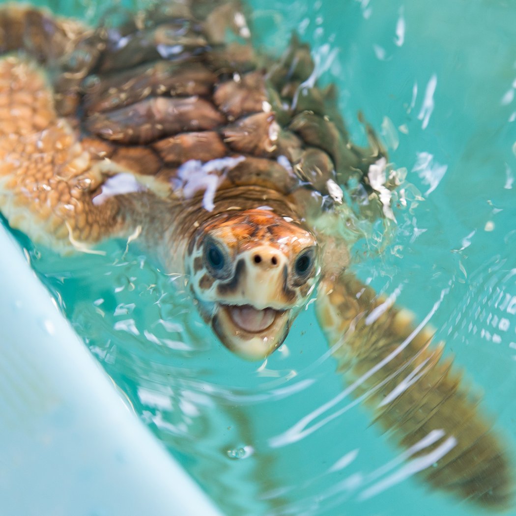 Georgia Sea Turtle Center 1